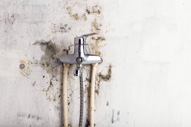 Best Mold Damage Repair  in Corsicana, TX