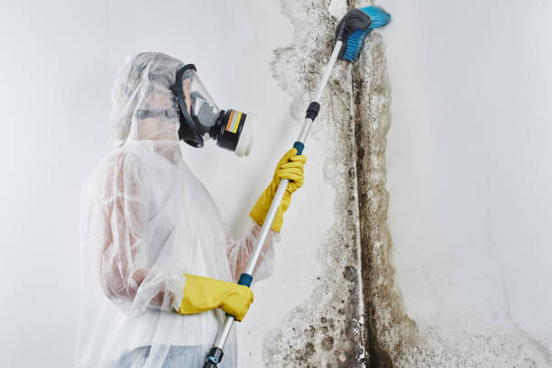Best Fast Mold Removal  in Corsicana, TX