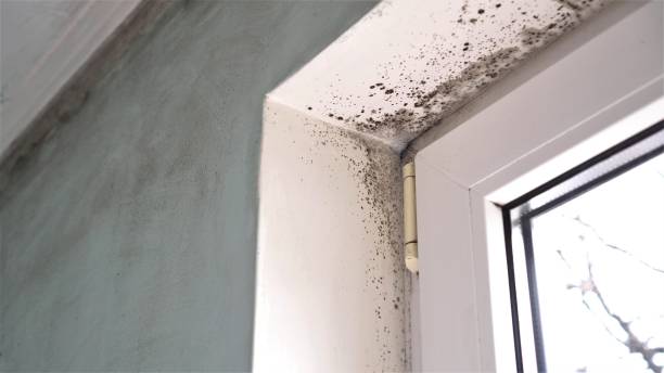 Best Mold Testing  in Corsicana, TX