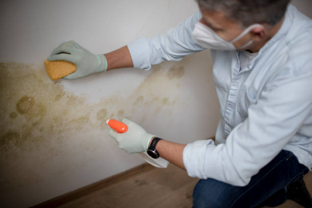 Best Mold Cleaning Services  in Corsicana, TX