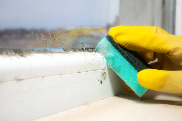 Best Office Mold Removal Services  in Corsicana, TX