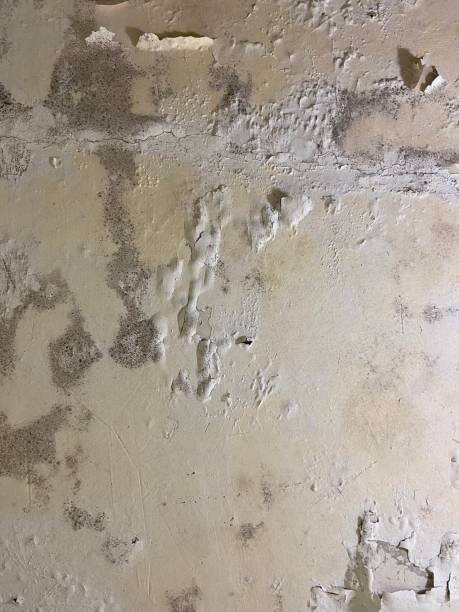 Trusted Corsicana, TX Mold Removal Experts