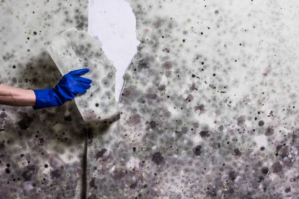 Best Certified Mold Removal  in Corsicana, TX