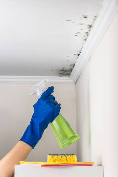 Best Emergency Mold Removal  in Corsicana, TX
