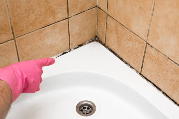 Attic Mold Removal in Corsicana, TX