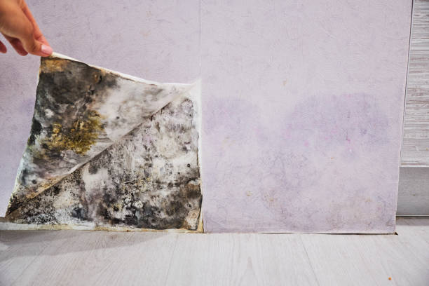 Best Mold Remediation  in Corsicana, TX